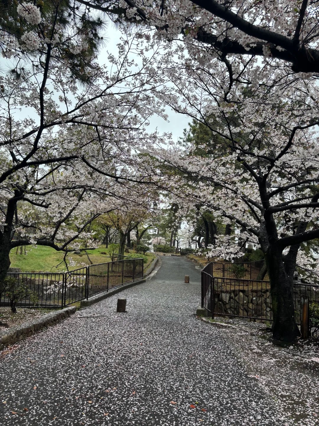 【神户租房】找副卧室友｜海景房，公园景区房