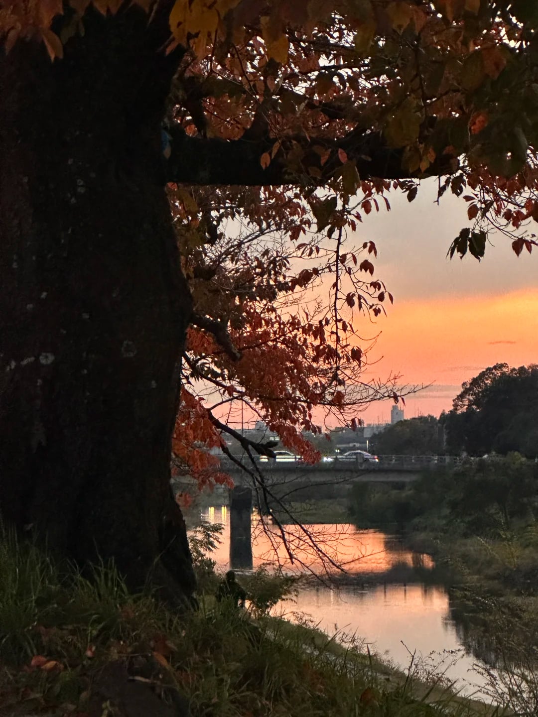京都最美好的季节，来旅行可以住我家