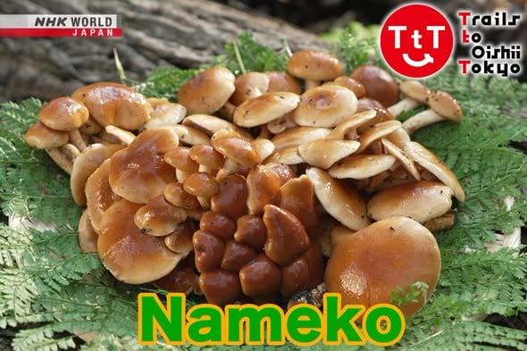 日本千年食用真菌：美味滑嫩的舞茸（Nameko）
