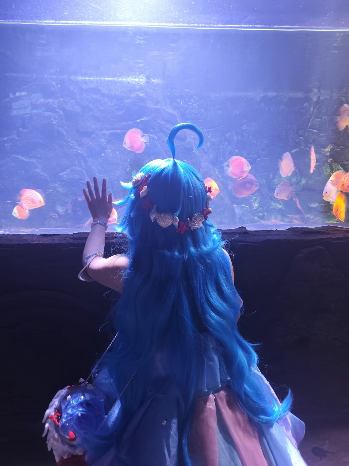 今天在Aquarium里偶遇小海神~蓝发飘飘像要游进鱼群了 🐠封面图