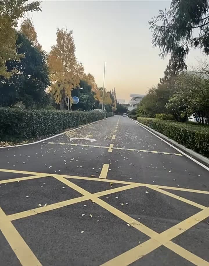 秋日通勤路,落叶像撒了把糖霜~封面图