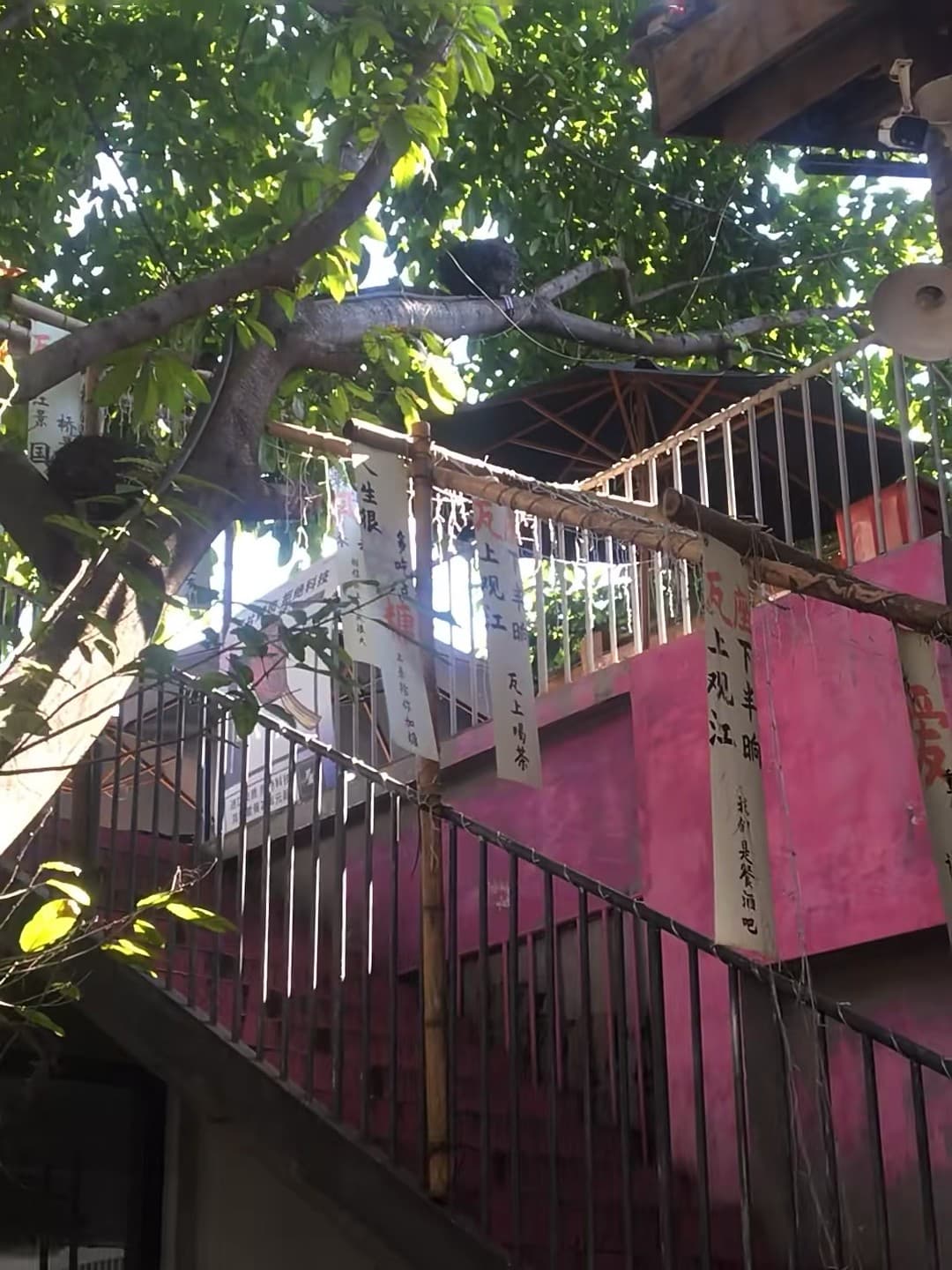 树上蹲着只黑猫,像在等我喝完这杯手冲封面图