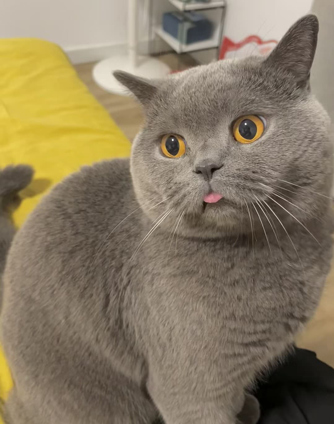 谁家灰猫偷吃了我的芒果冰?舌头一伸,我直接笑出声封面图