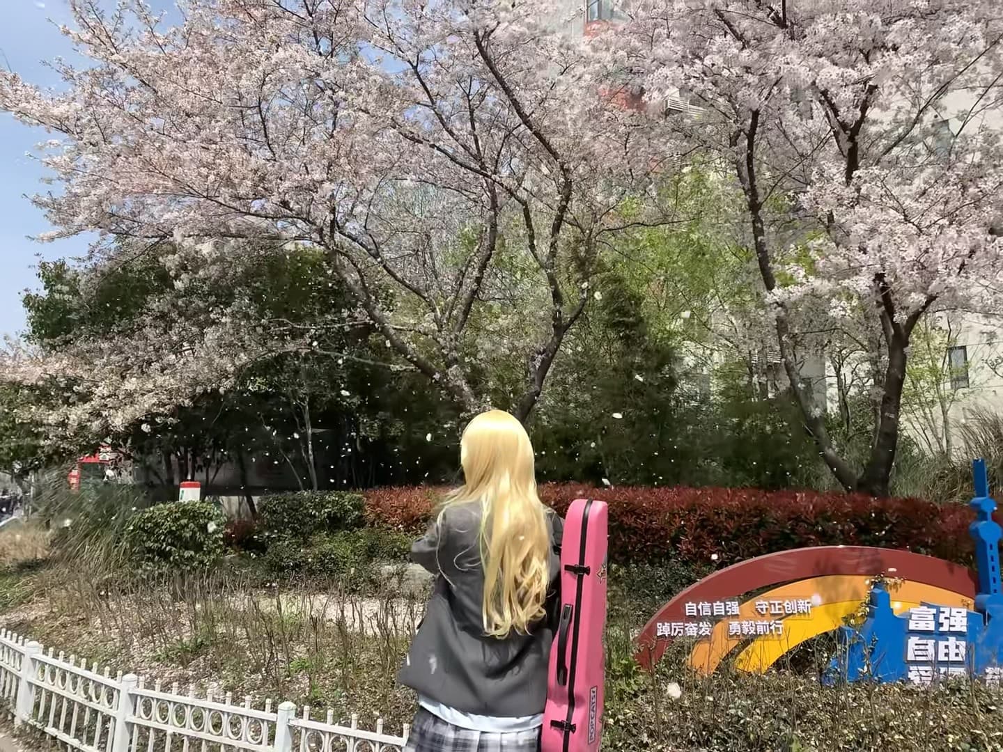 樱花季的粉色琴盒|今天在校园边的步道上被吹成蒲公英了封面图