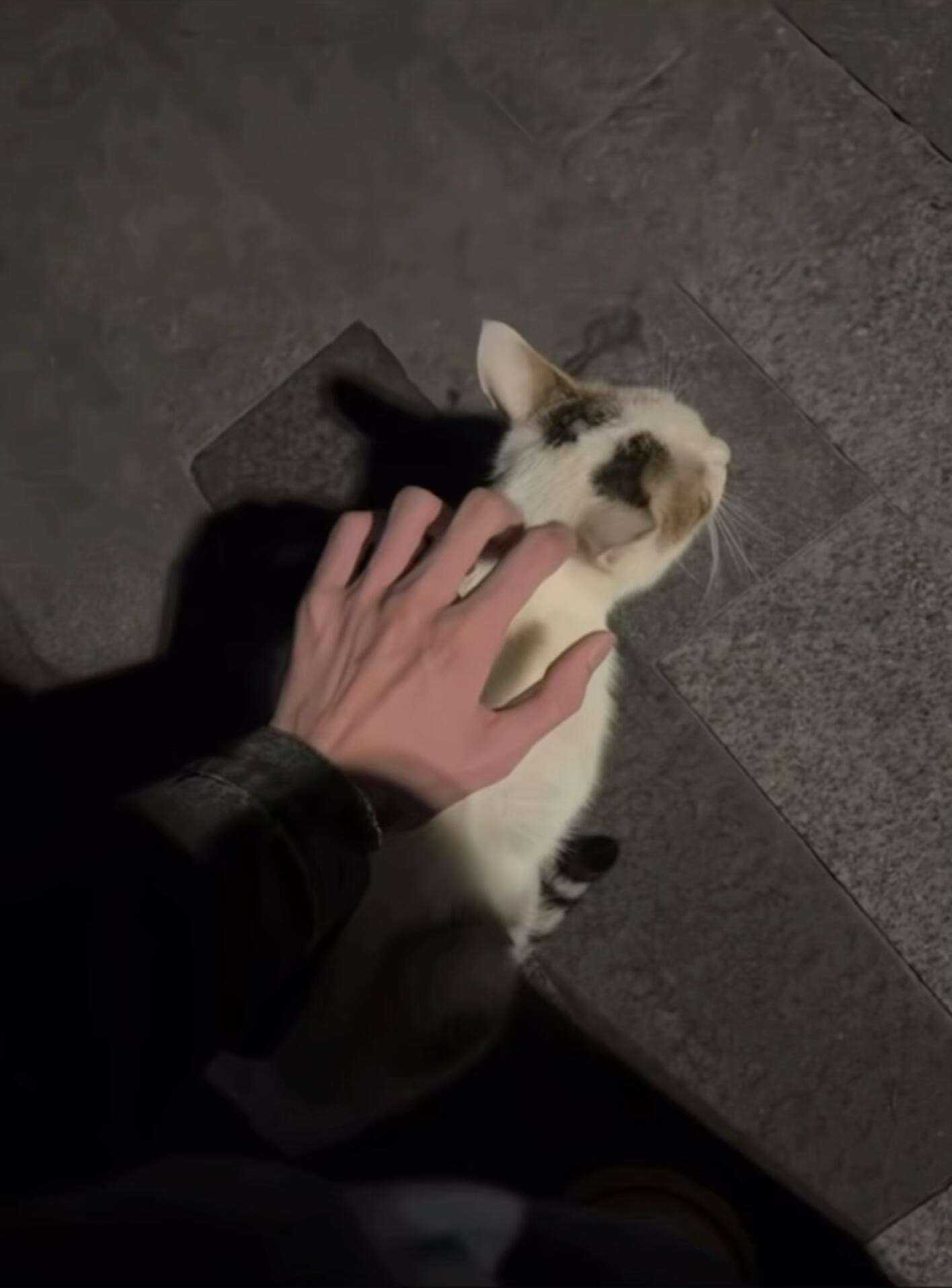 路灯下被一只路过的猫认领了,它居然主动蹭我手心封面图