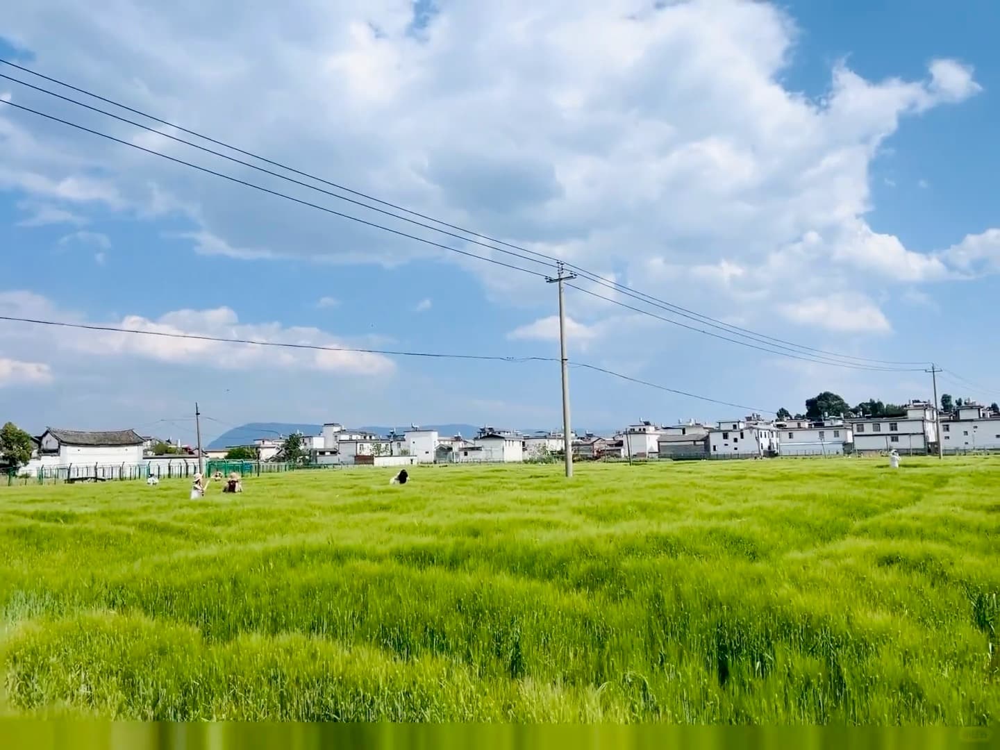 今天在田野边发呆,风里都是青麦香封面图