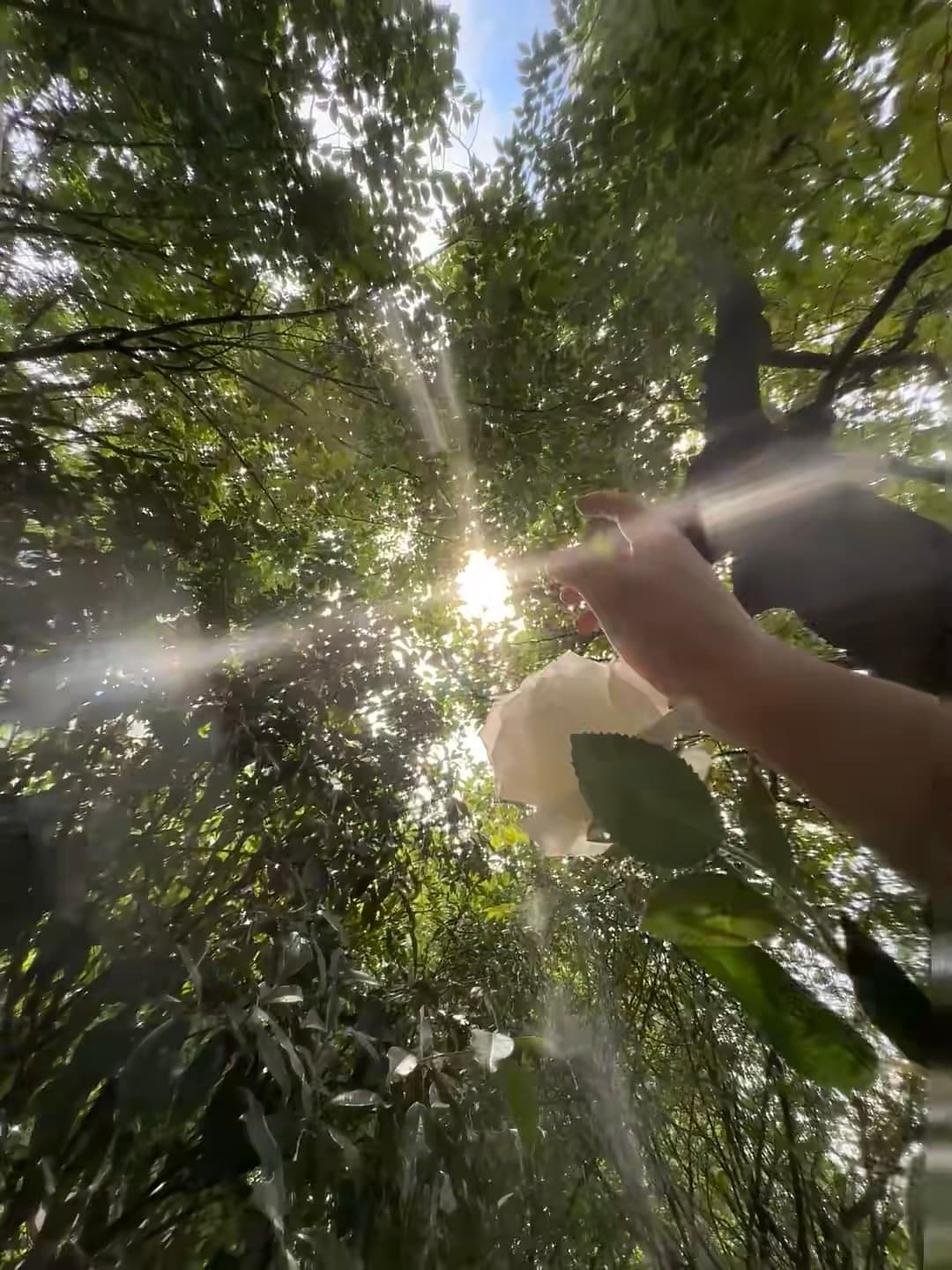 阳光穿过树叶的瞬间,手里的白玫瑰突然有了光封面图