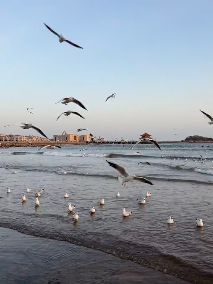海边突然被海鸥围攻,连拍三张都抓不住一只稳的封面图