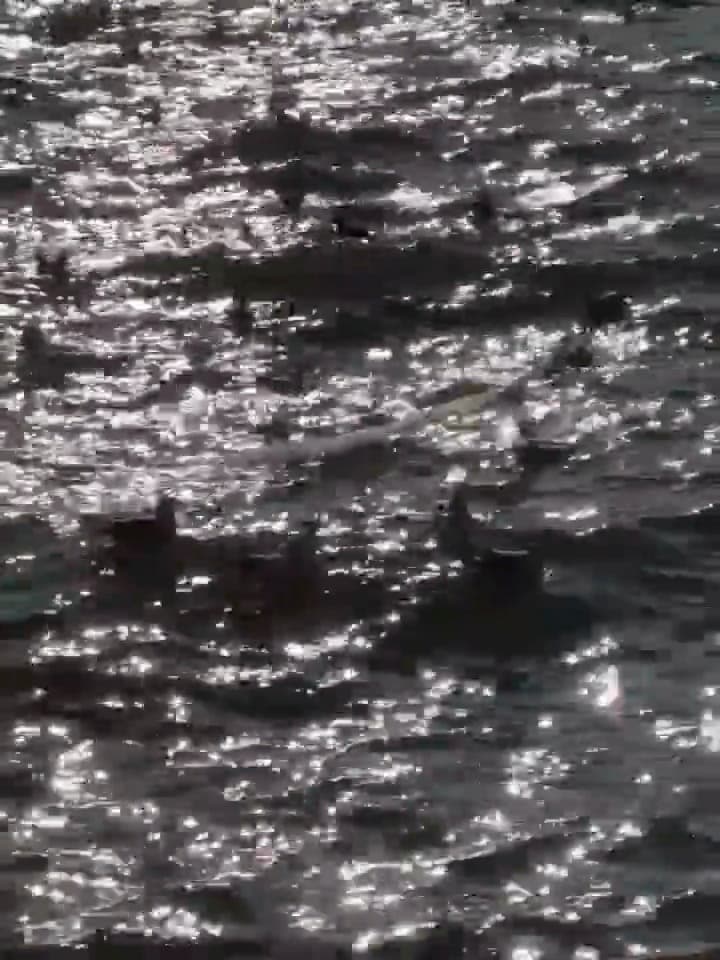 傍晚的海面像撒了碎银子,随手一拍竟有电影感封面图