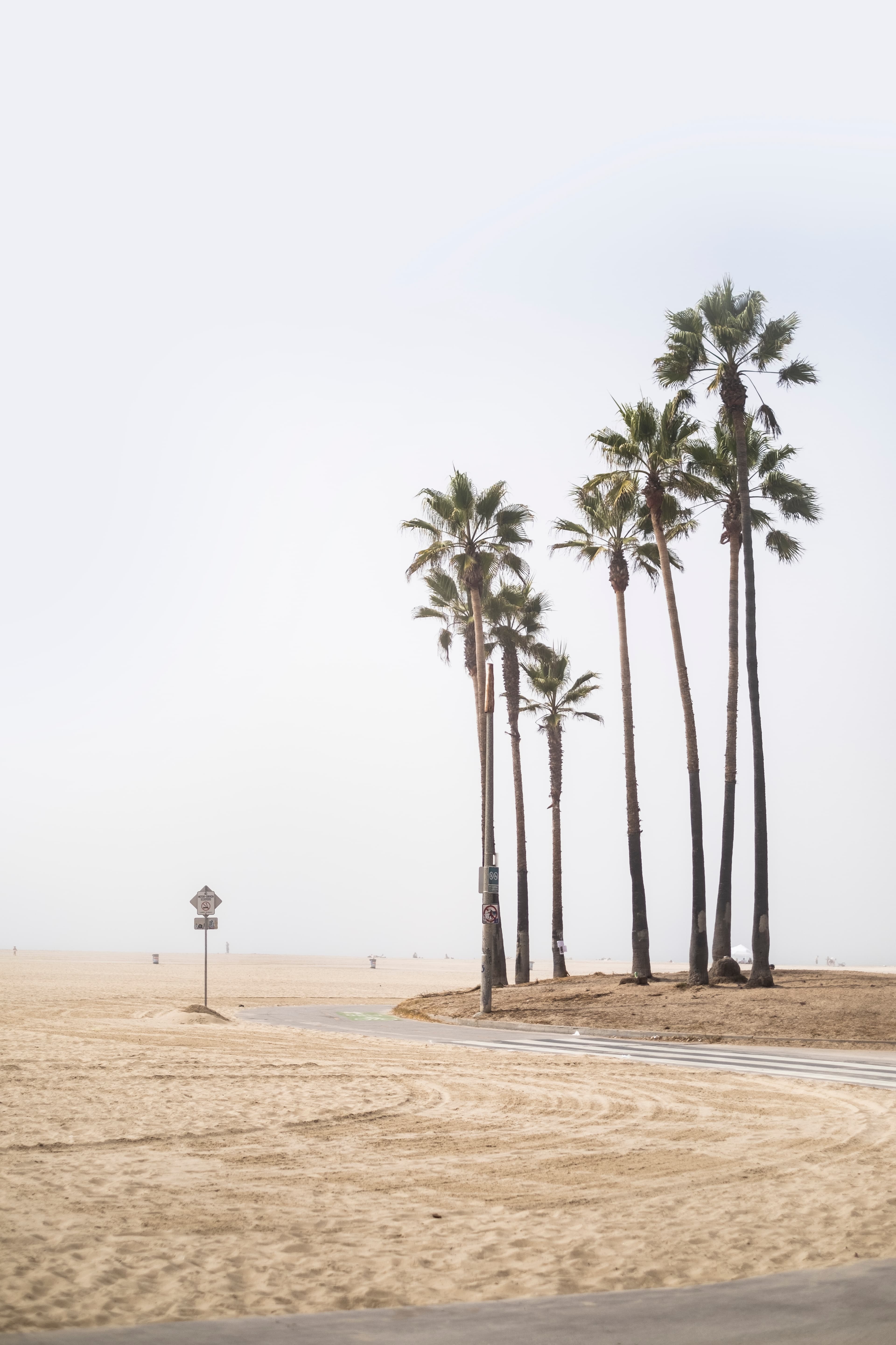 今天在Santa Monica Beach边遛弯,风把棕榈叶吹得像在跳舞 🌴封面图