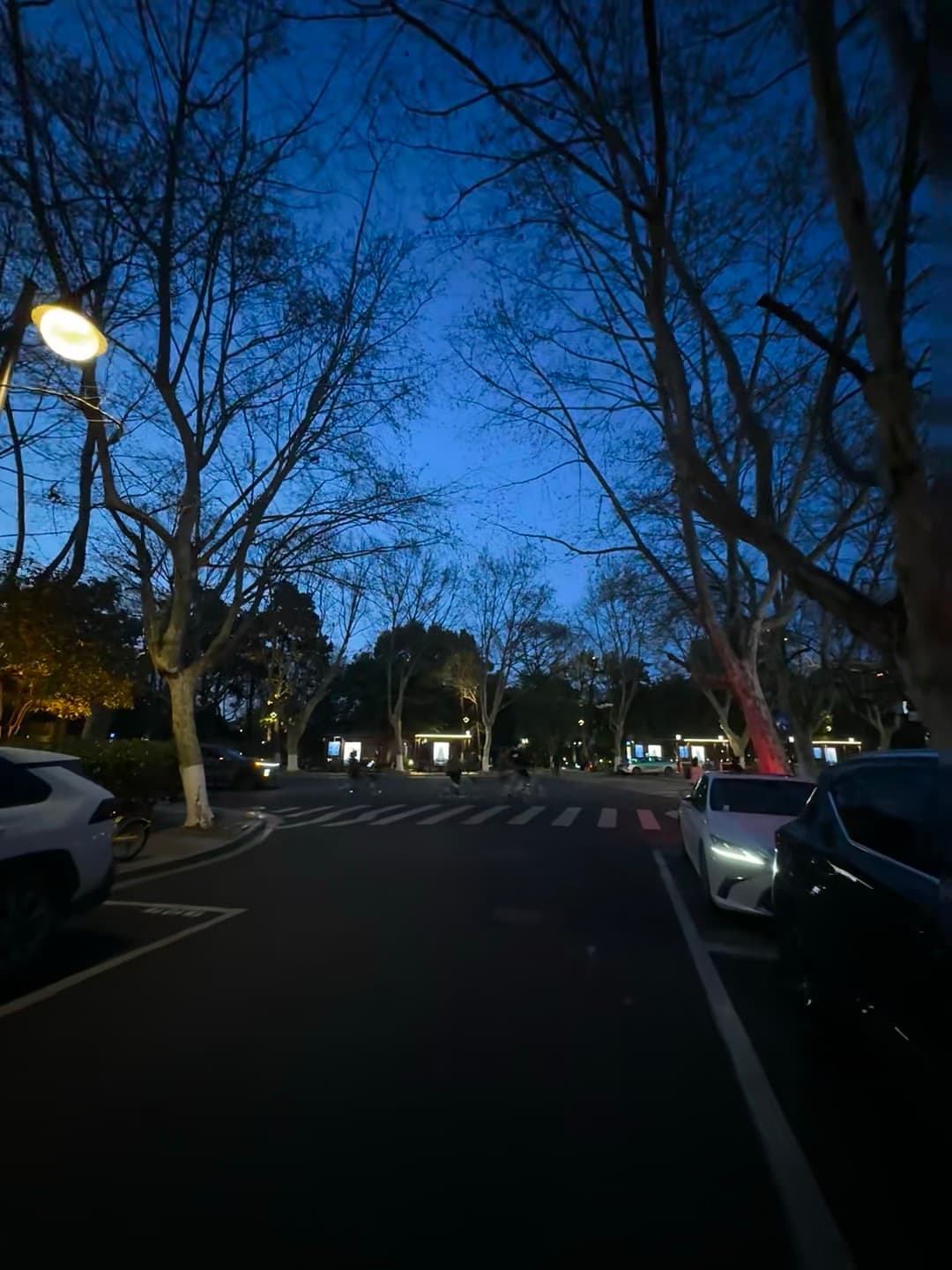傍晚遛弯路过老梧桐道,路灯一亮,整条街都温柔了封面图