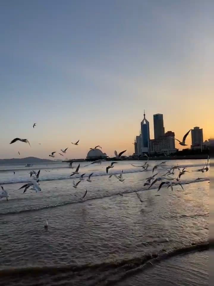 傍晚海边追海鸥,城市剪影突然就温柔了封面图