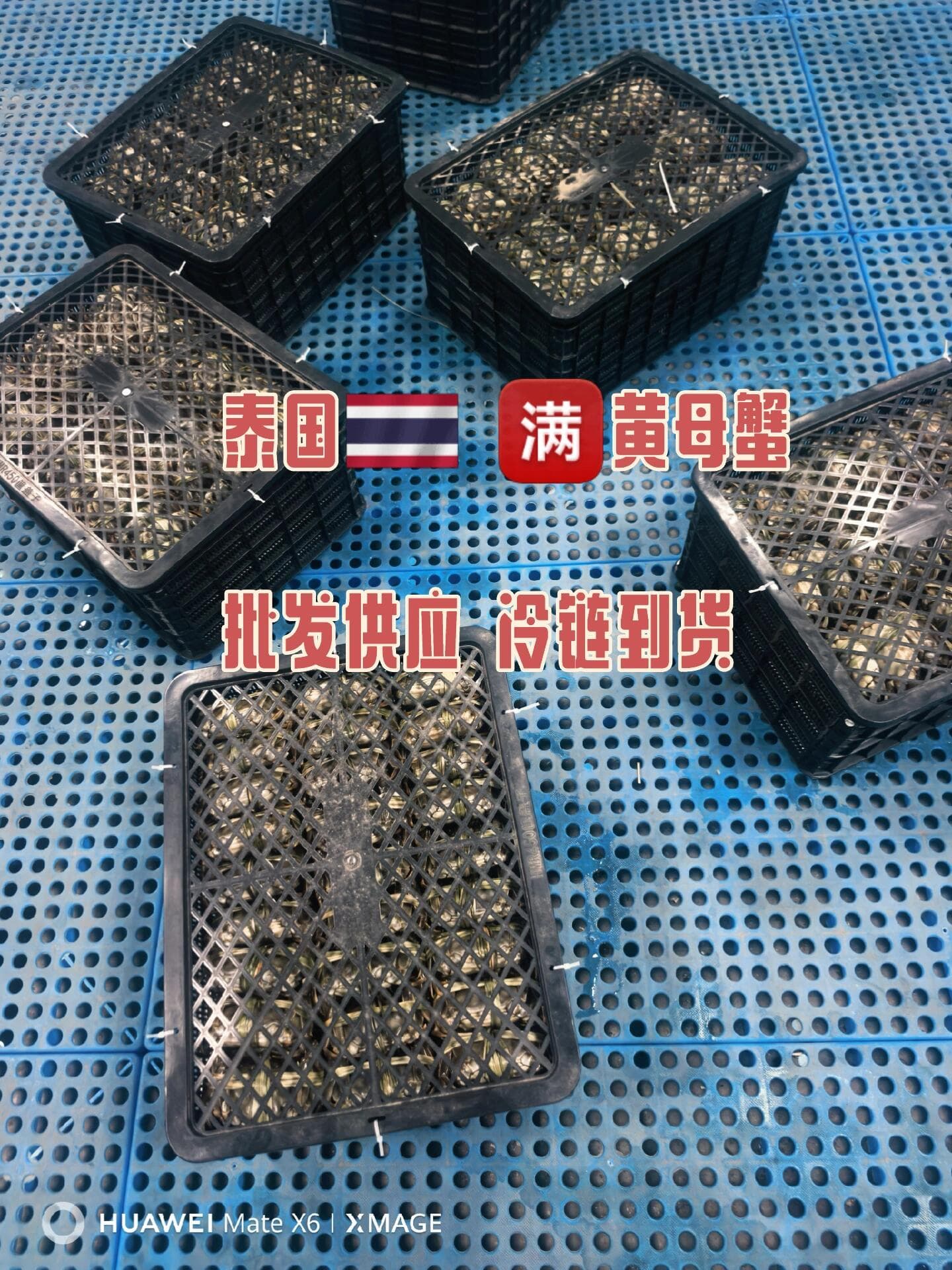 泰国🇹🇭大闸蟹供应封面图