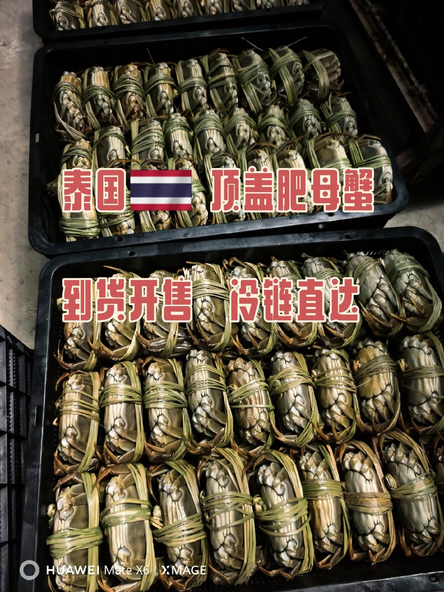 泰国🇹🇭大闸蟹供应封面图